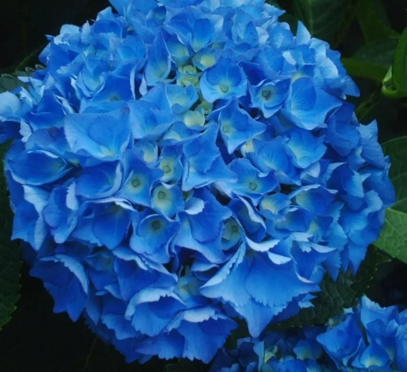 Hydrangea Dark Blue