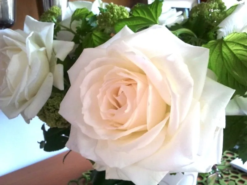 Alaska - open. This white rose blows fully open quickly and then holds in that shape for several days.