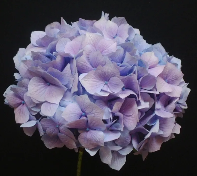 Hydrangea Lavender