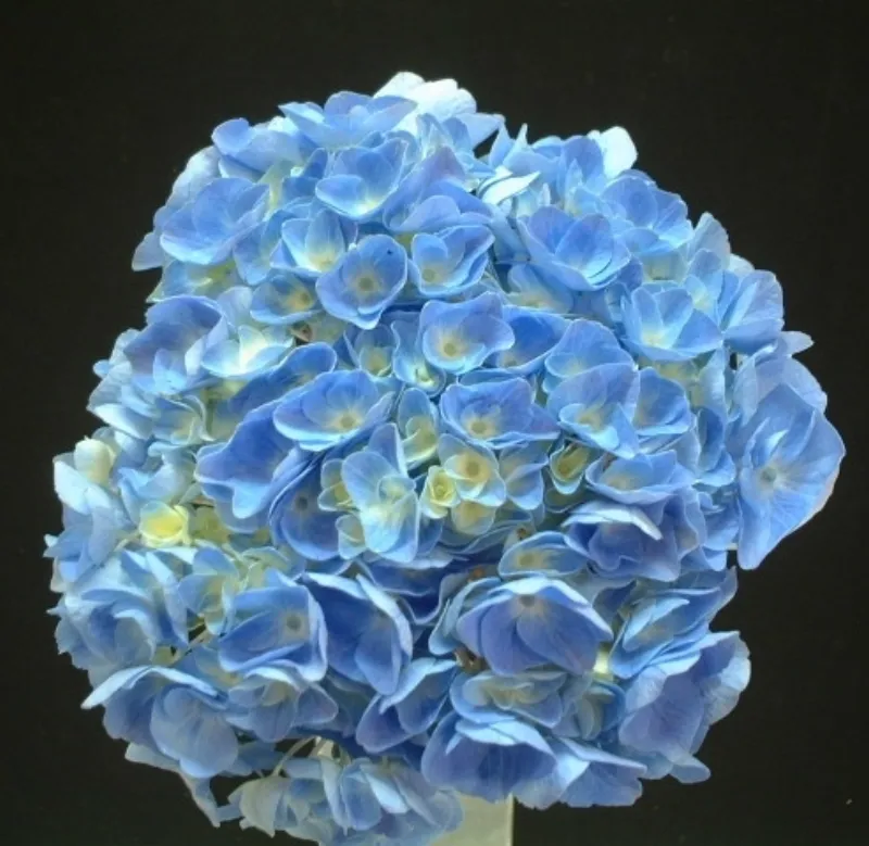 Hydrangea Light Blue