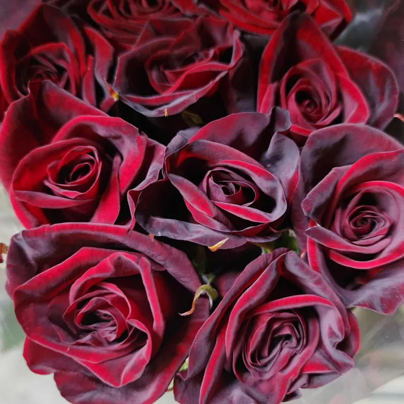 Rose Black Magic - dark red  n.b. this deep burgundy shade is only available in late Autumn and early Spring. It changes to a lighter dark red through the Summer months.