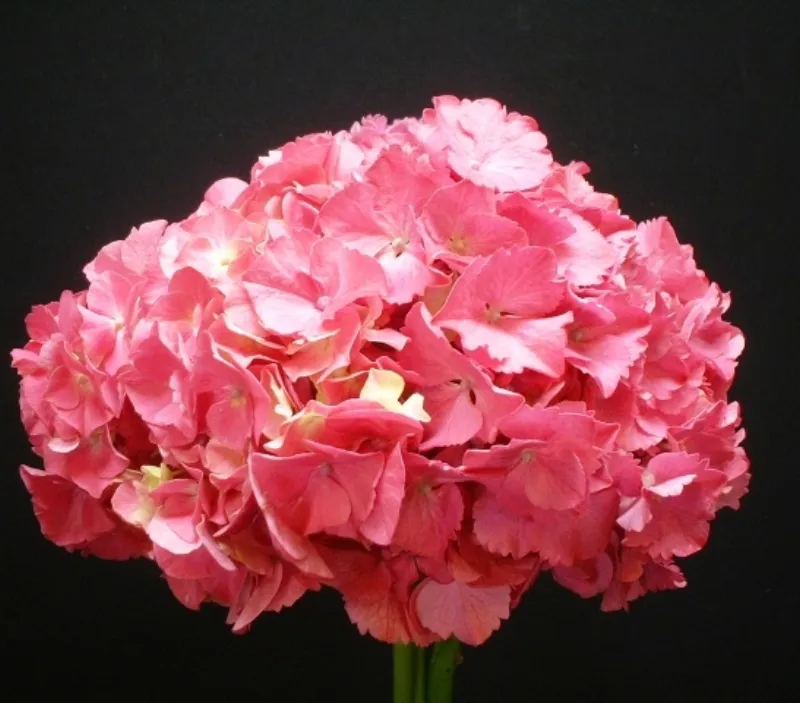 Hydrangea Pink