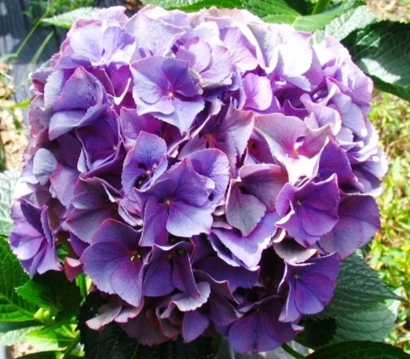 Hydrangea Purple