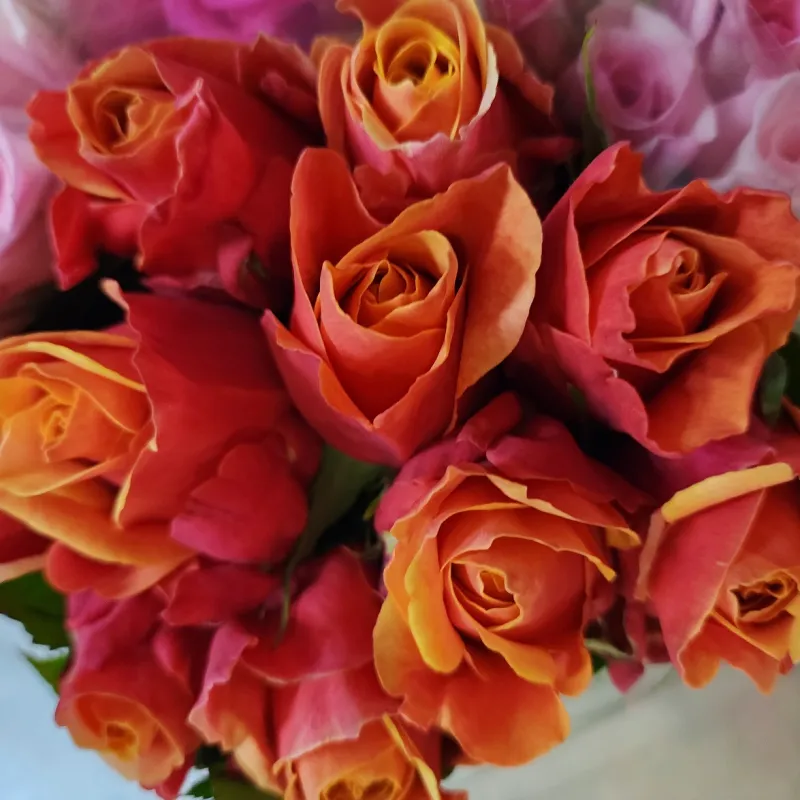 Rose Cherry Brandy - dark red orange with bright orange centres