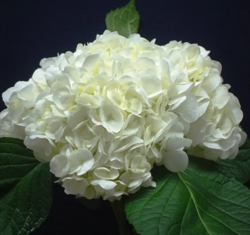 Hydrangea White