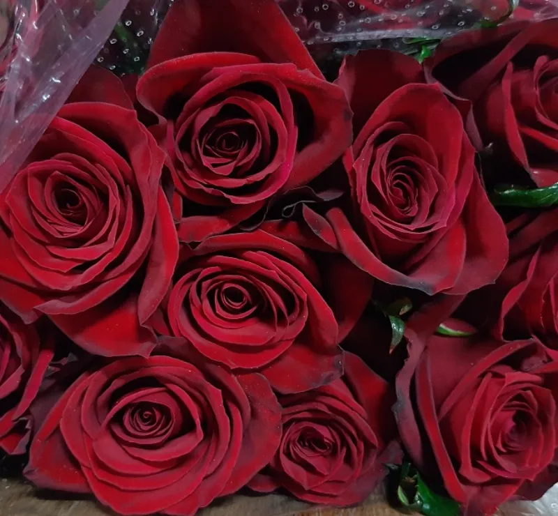 Prestige - XXL dark blood red