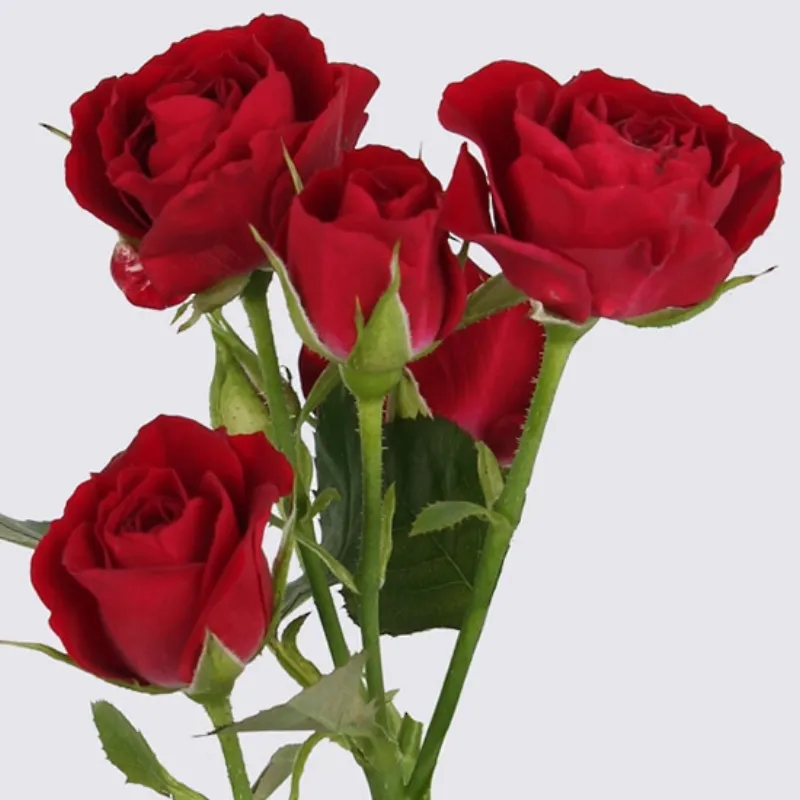 Spray Rose Rubicon - dark red