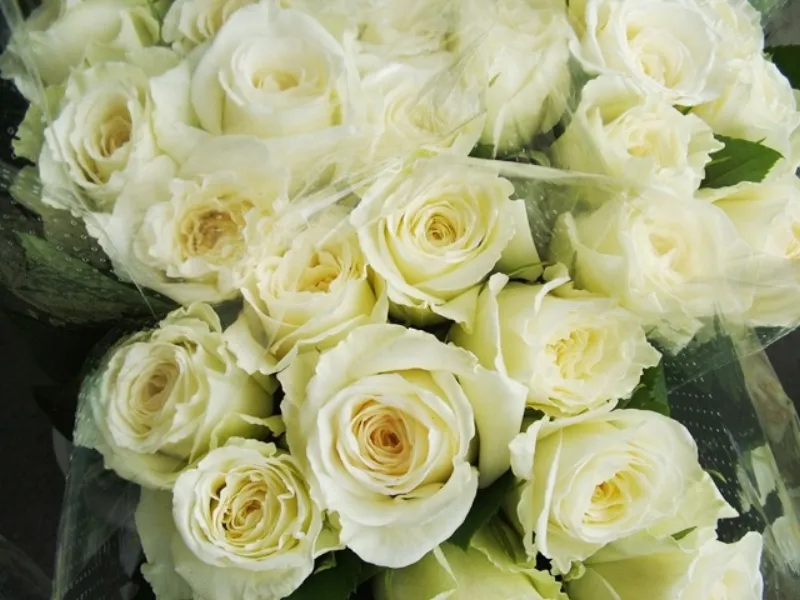 Alaska - XXL white blooms, opening fully