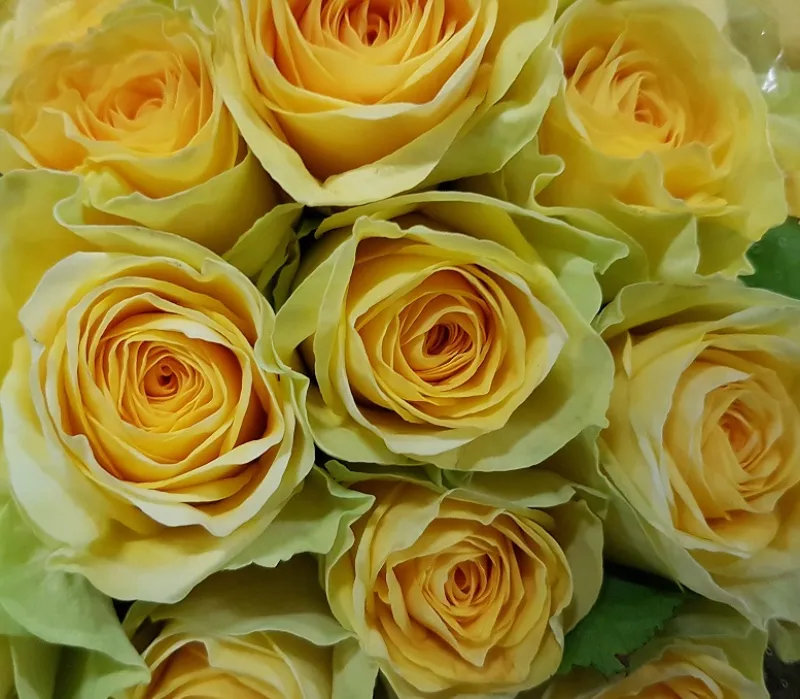 Ilios - bright yellow with green flush