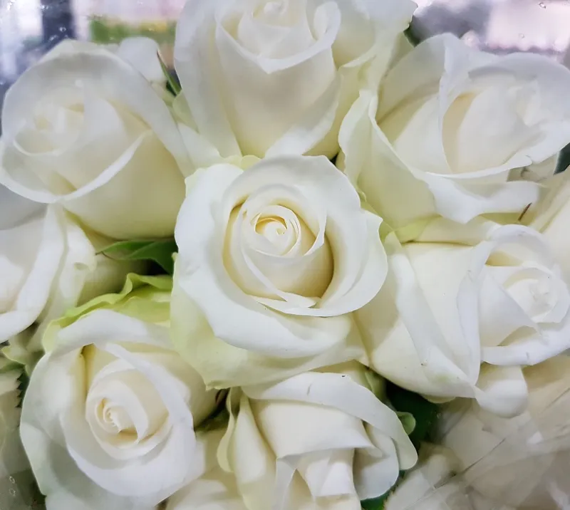 Akito - pure white - !!! Please be aware, this rose marks easily. You may need to order extra!!!