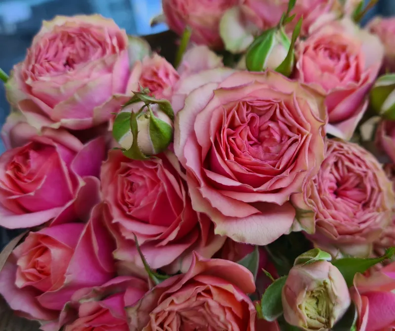 Spray Rose Coral Pearl