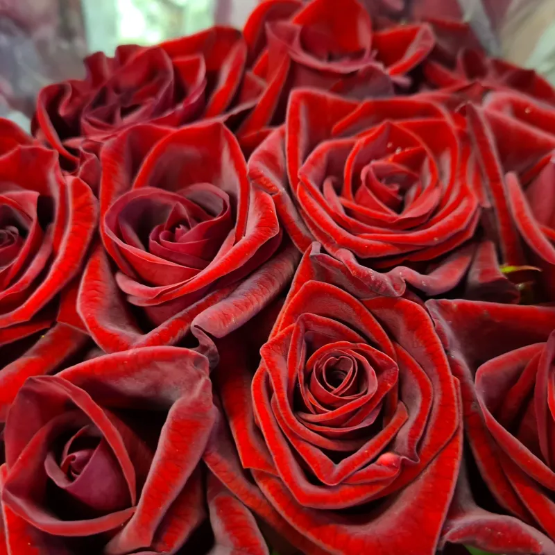 Rose Black Magic - dark red - Summer