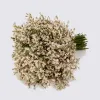 Limonium 'Supreme White Light'