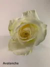 Avalanche