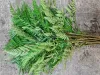 Leather Fern
