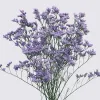 Limonium 'California Blue'