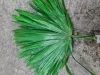 Fan palm