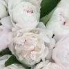 Peonies