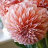 Dahlias