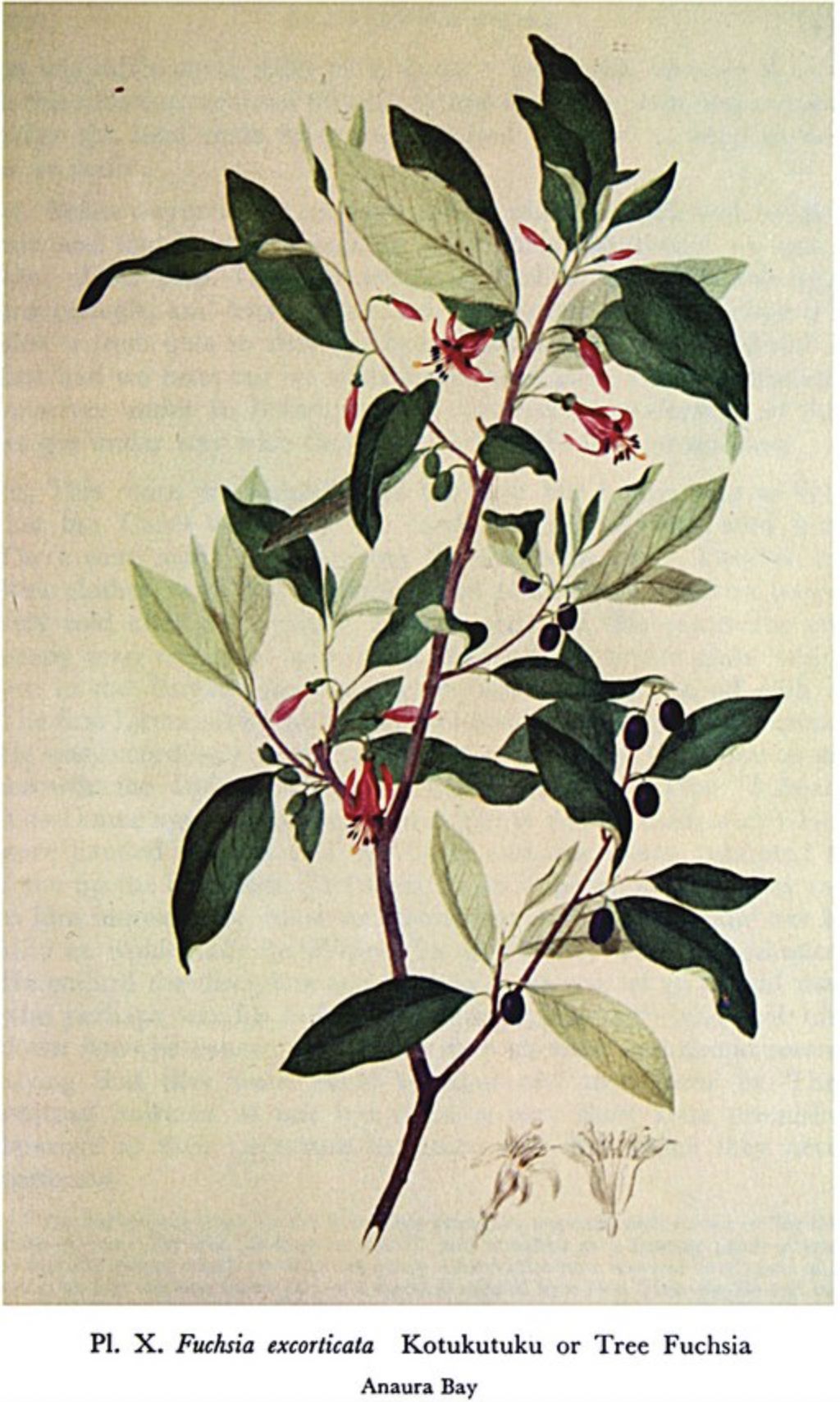 Parkinson, Tree Fuchsia