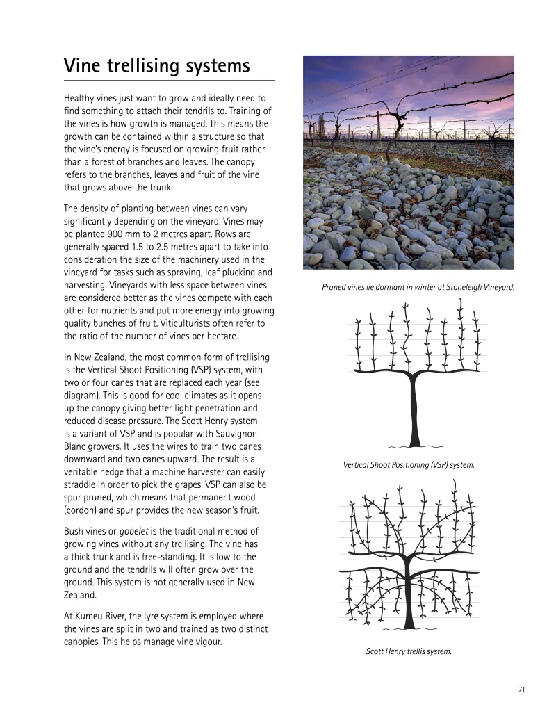 Vine Trellising Systems