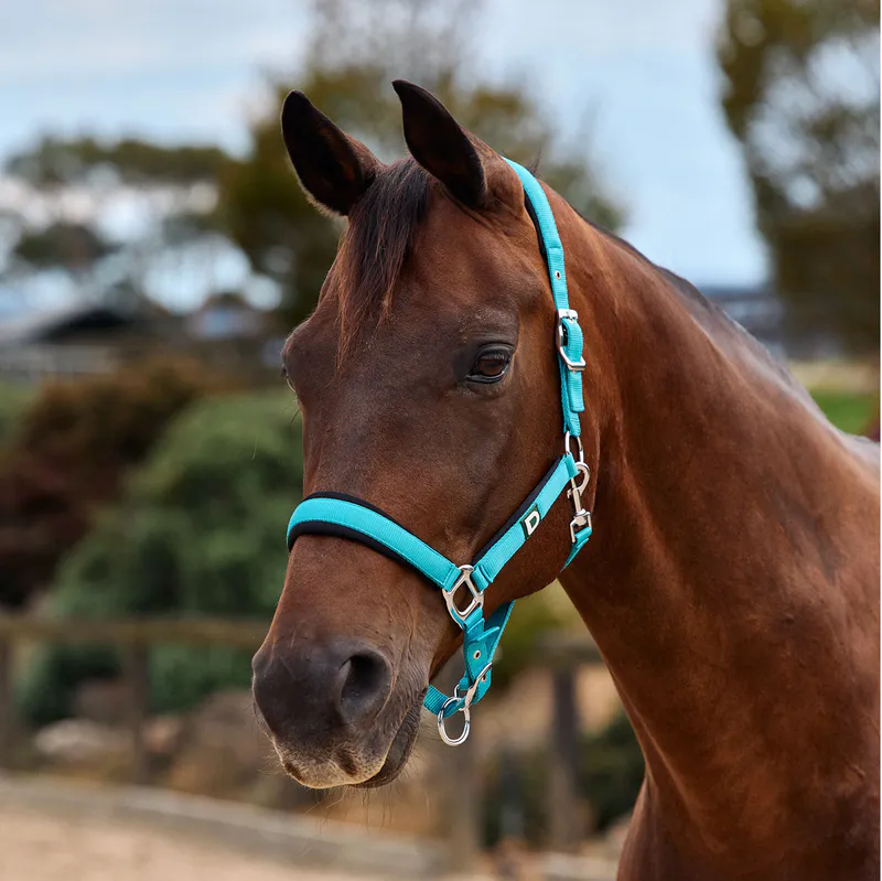 Dark Turquoise