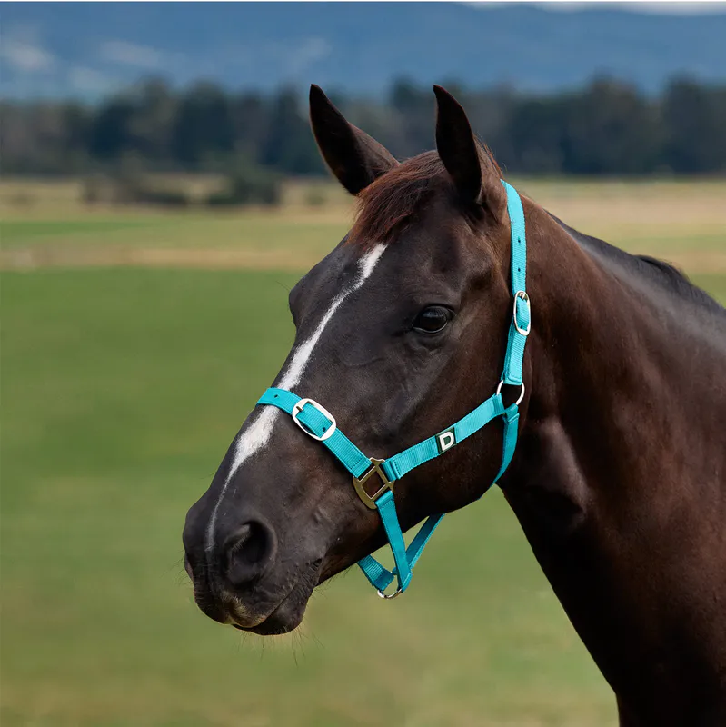 Dark Turquoise