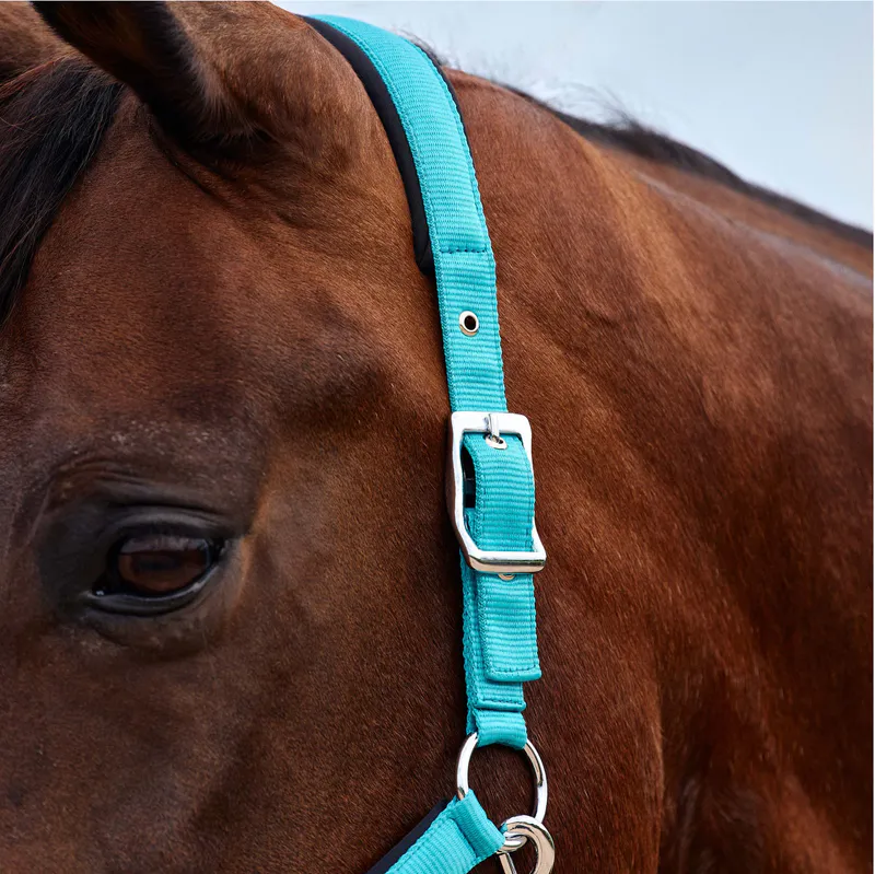 Dark Turquoise