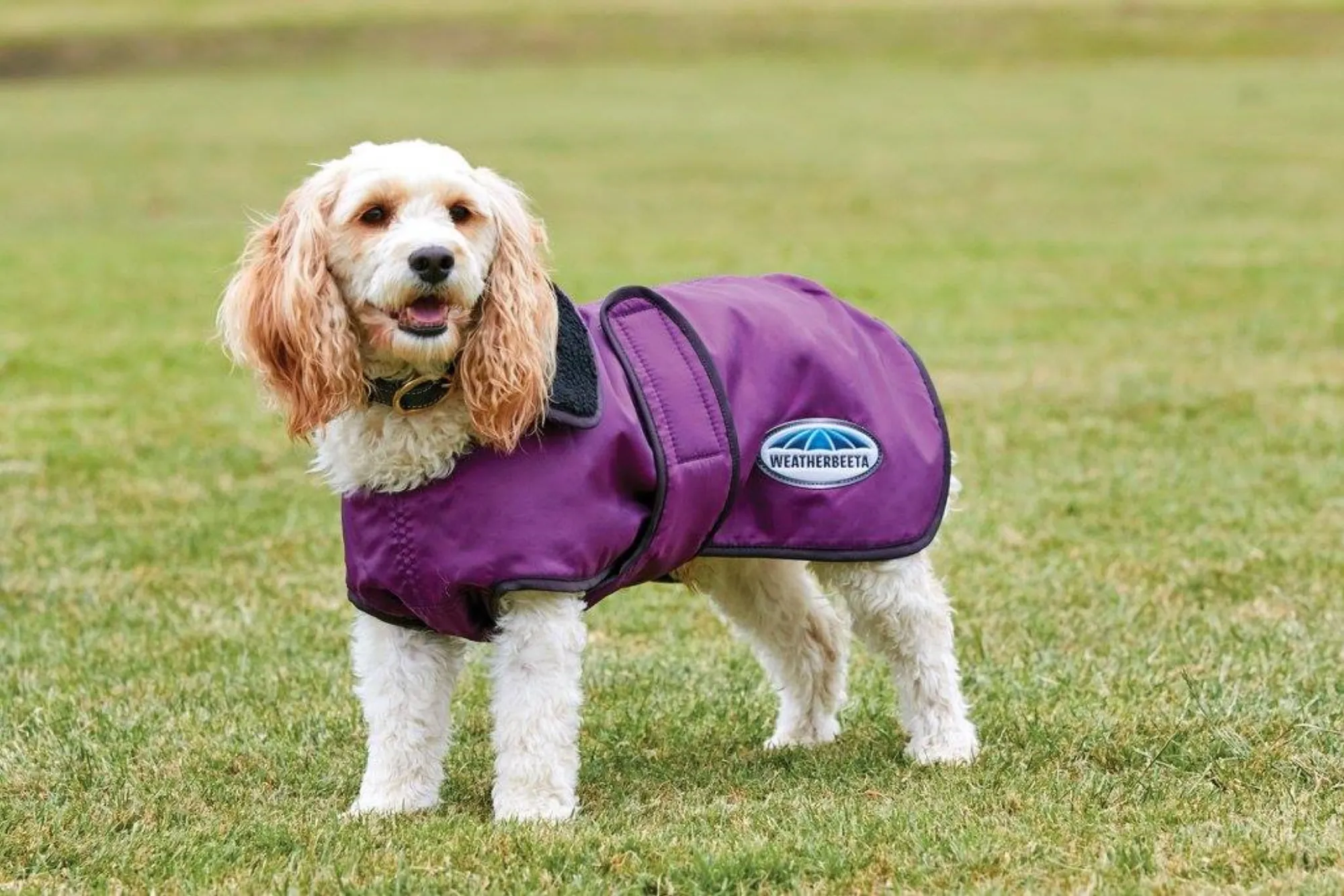 Weatherbeeta windbreaker deals dog coat