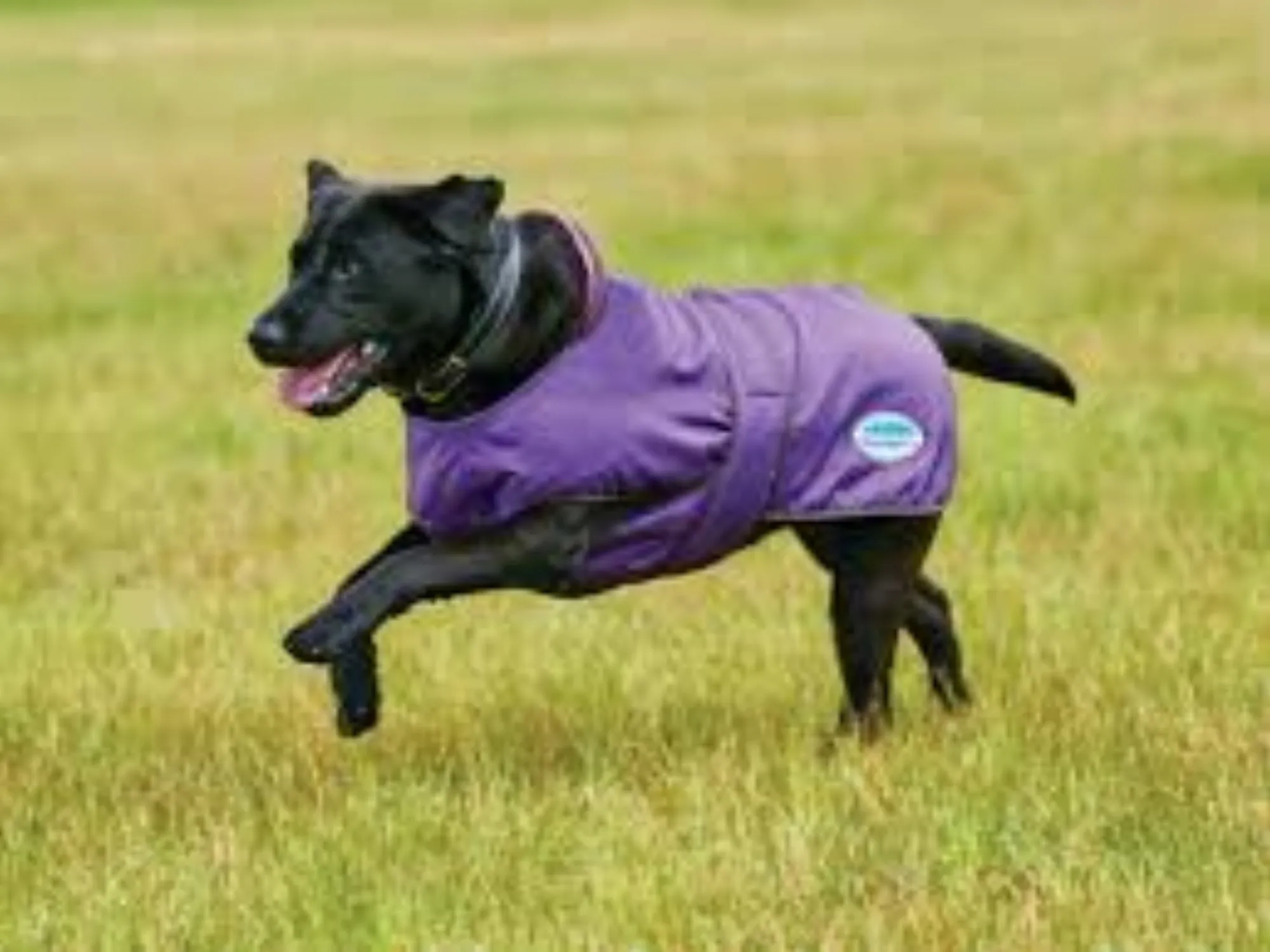 Weatherbeeta windbreaker 420d deals dog coat