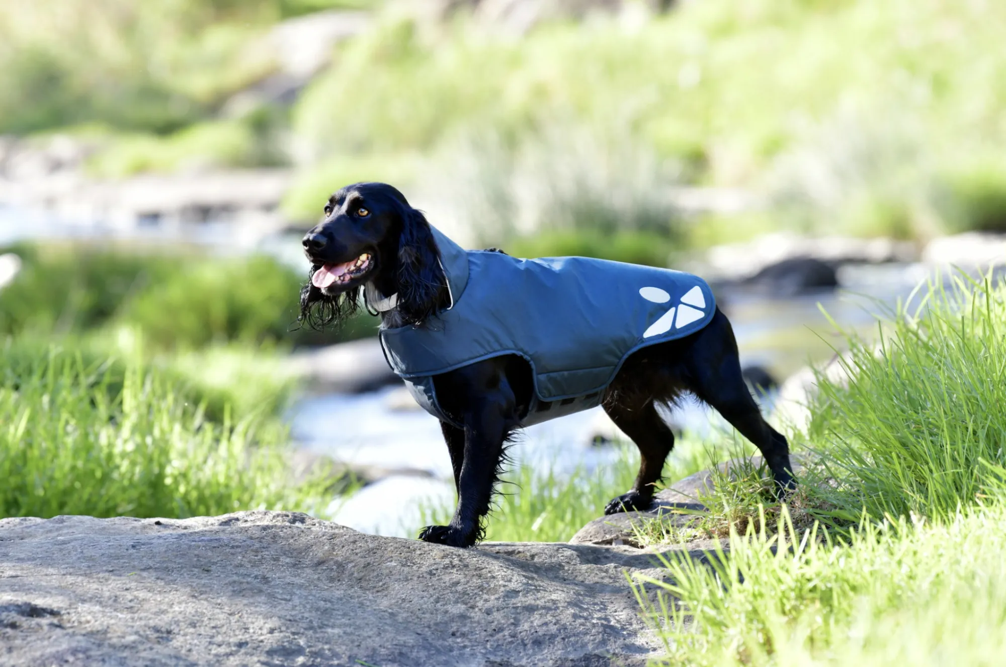 Weatherbeeta Explorer Dog Coat Lite