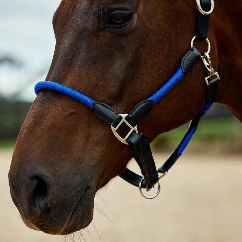Cobalt/Black