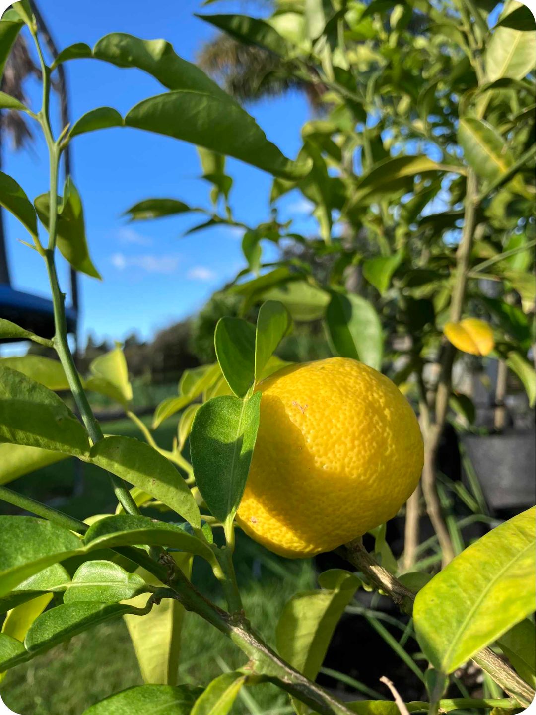 Yuzu tree with a single ripe yuzu fruit