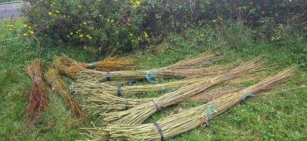 Harvested willow