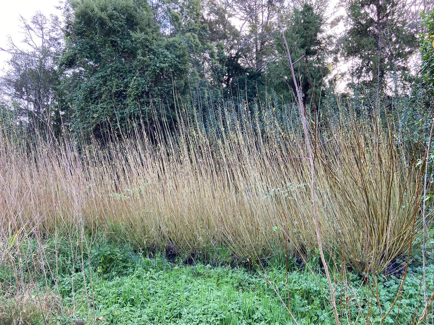 Willow ready for harvest 
