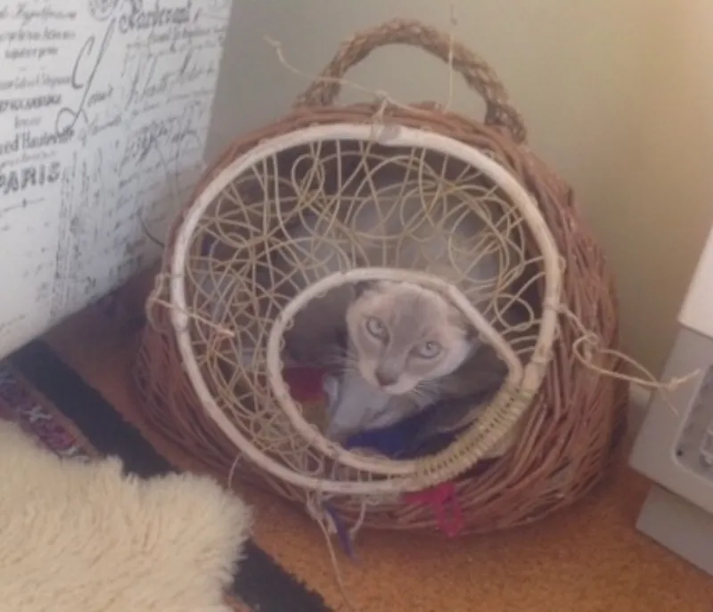 cat pod with lacy door