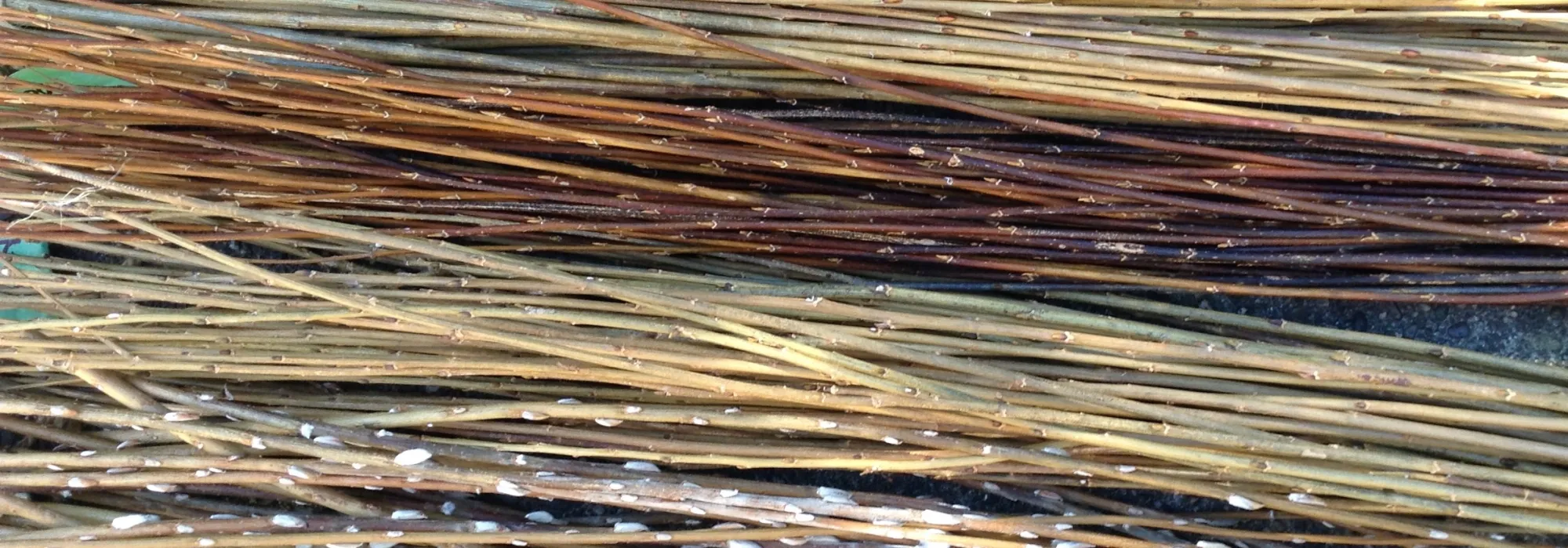 Willow varieties