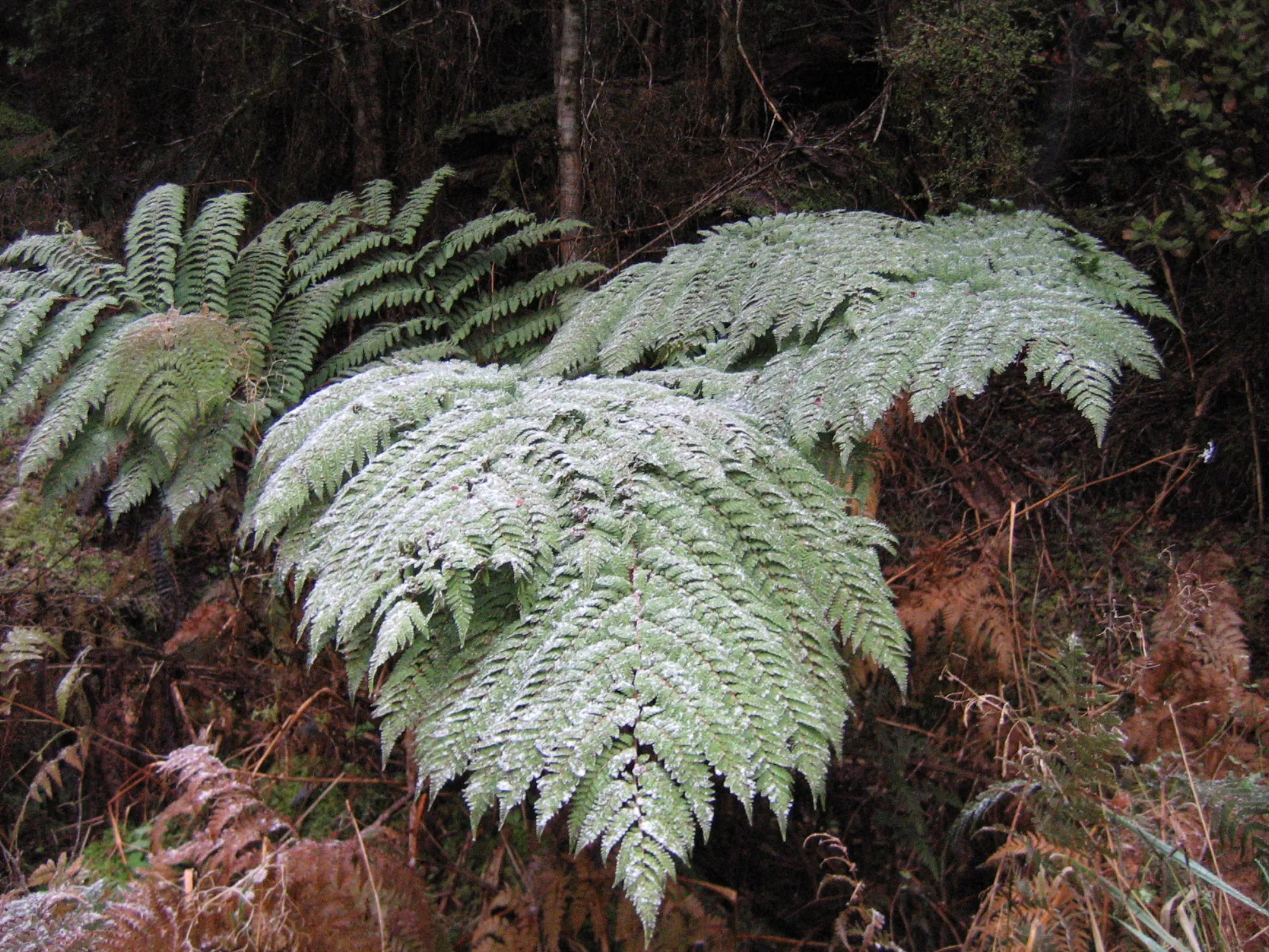 frosty ferns