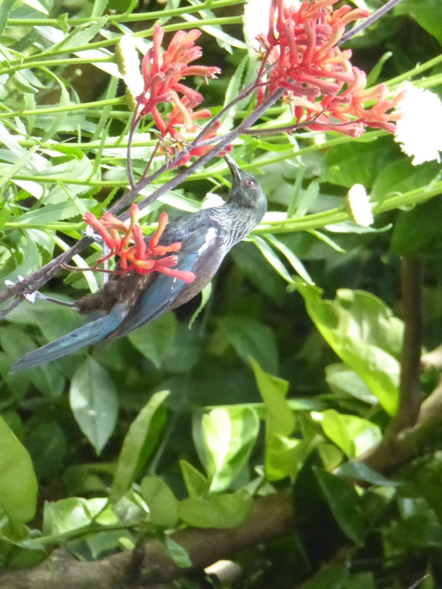 Hazelwood B&B Mapua - birds in the garden