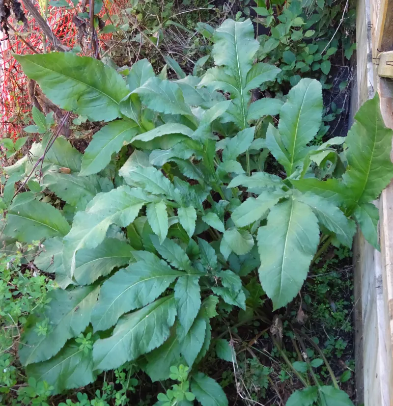 cephalaria-gigantea-foliage