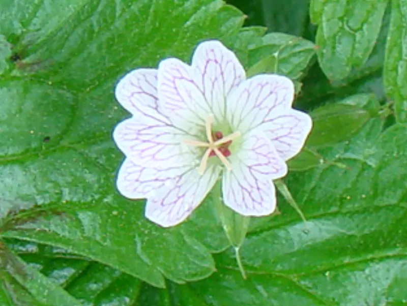 Geranium-versicolor