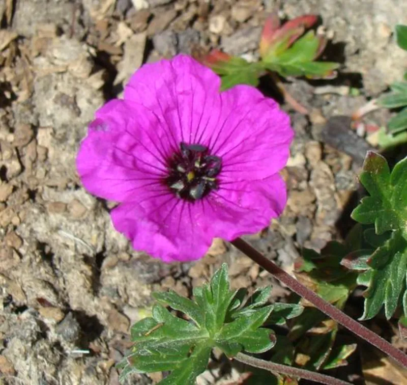 geranium-cinereum-var-subcaulescens