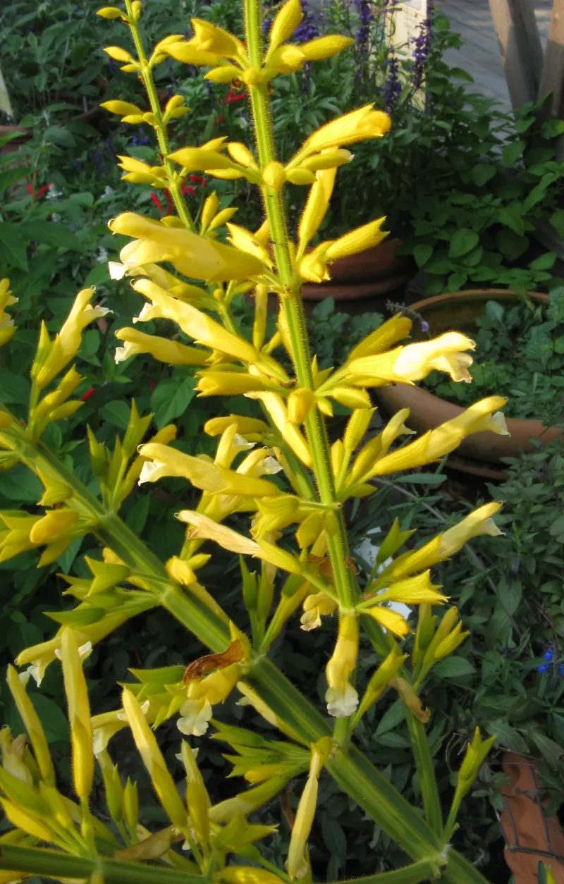 Salvia-madrensis