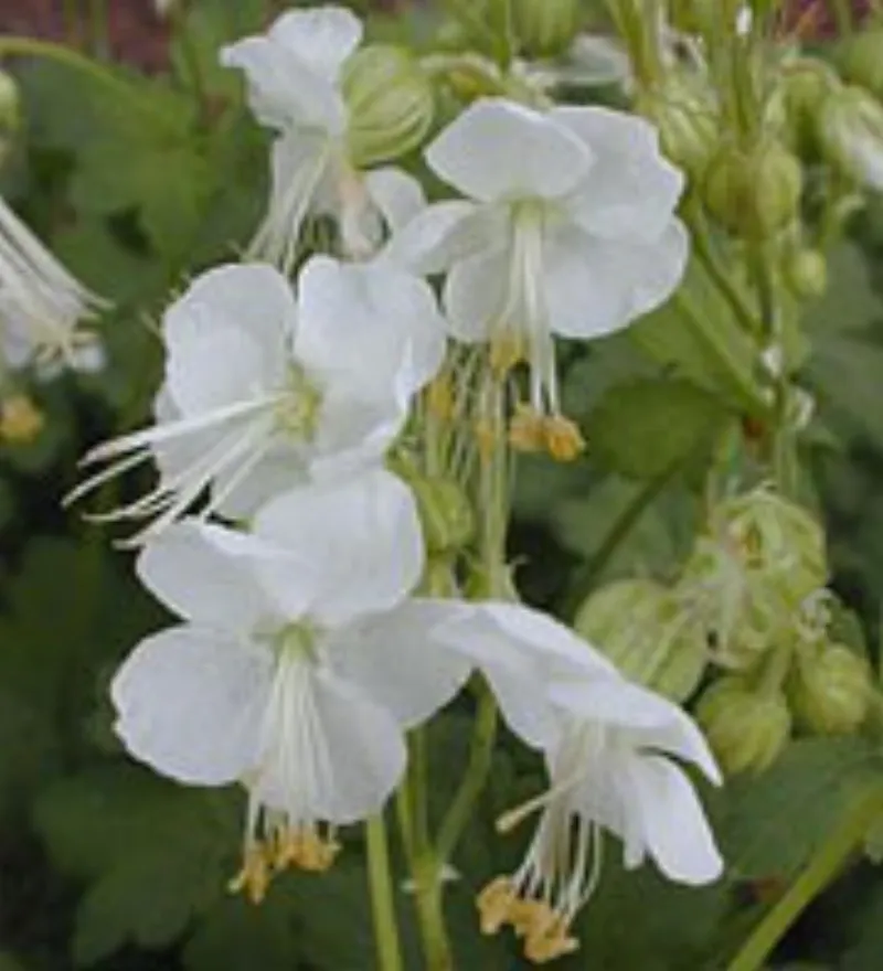 geranium-macrorrhizum-white-ness