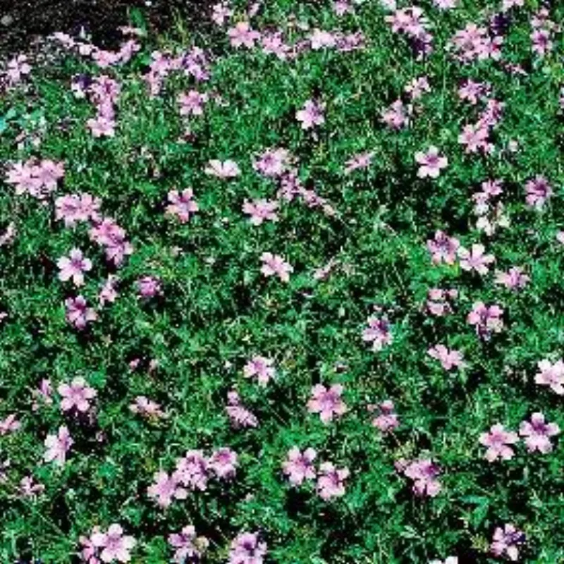 geranium-endressii