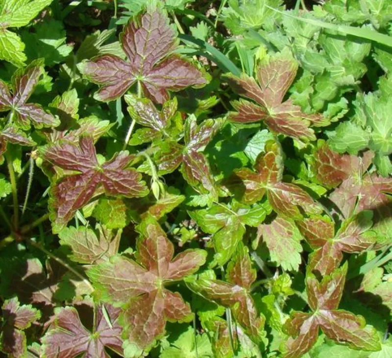 geranium-oxonianum-walters-gift-heirloom-seedlings