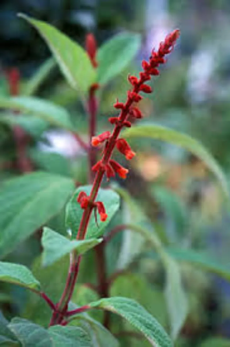 Salvia-confertiflora