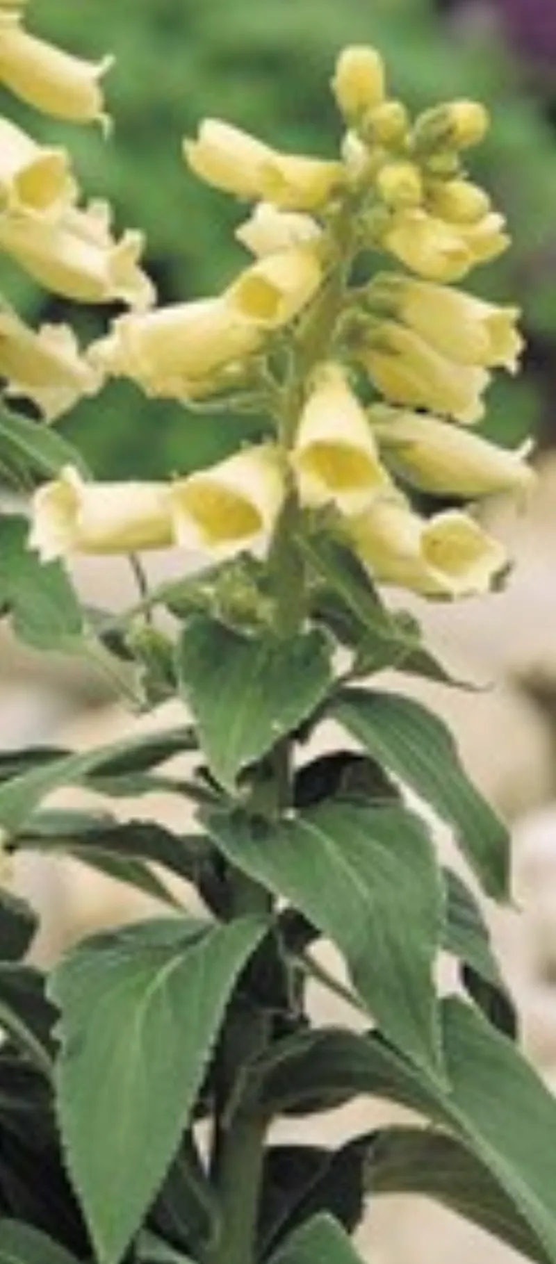 digitalis-grandiflora-yellow-carillon