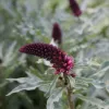 lysimachia-atropurpurea-beaujolais