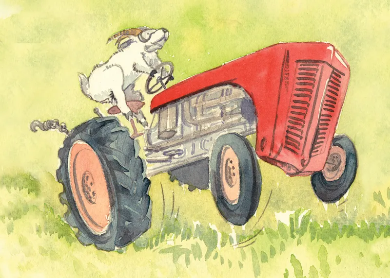 Goat on a tractor